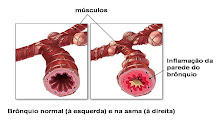 Brônquios
