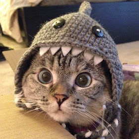 Funny cats - part 99 (40 pics + 10 gifs), cat pictures, cat wears shark wool hat