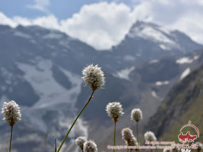 Blumen im Pamir