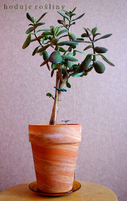 Crassula ovata