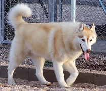 raza Alaskan Malamute, perro Alaskan Malamute, Alaskan Malamute, cuidados Alaskan Malamute, mascota Alaskan Malamute