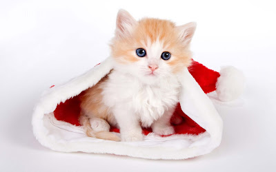 cattig-kitten-Santa-Claus-photos