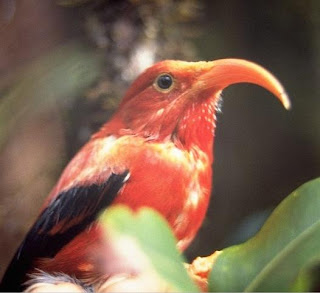 honeycreeper