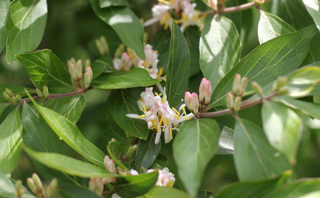 Amur Honeysuckle Flowers Pictures