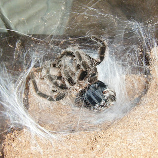 Molting Brachypelma albopilosum Tarantula