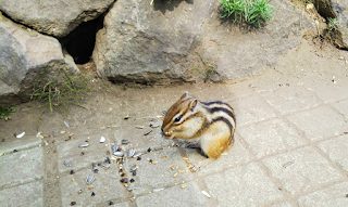 オホーツクシマリス公園（夕陽の家）