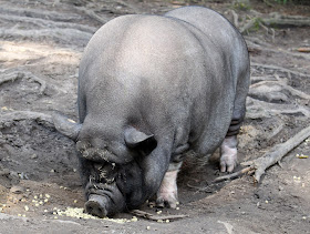 Wildpark Schwarze Berge Hängebauchschwein