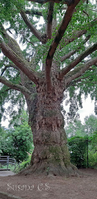 Árbol singular - Hernani (Guipúzcoa)