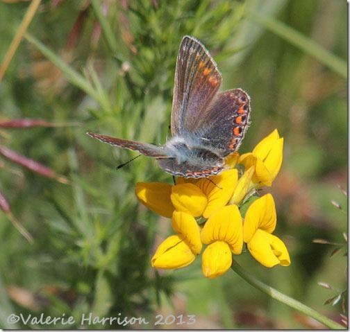 21-common-blue