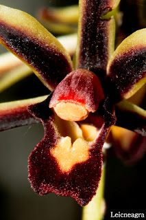 Cymbidium bicolor