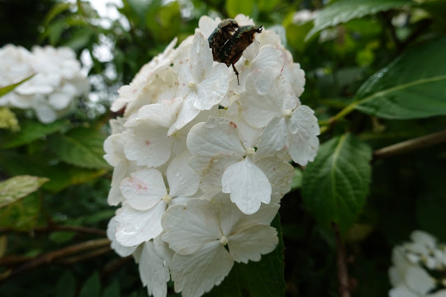 鳥取県西伯郡大山町佐摩 アジサイ（紫陽花）