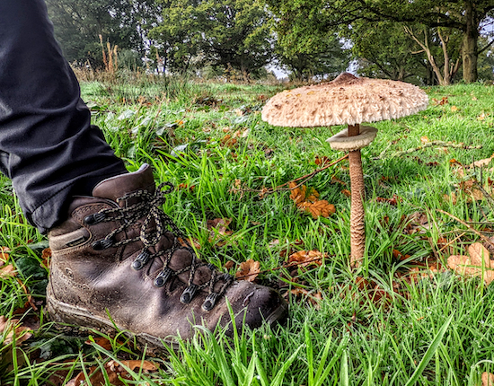 Fungi on Patmore Heath