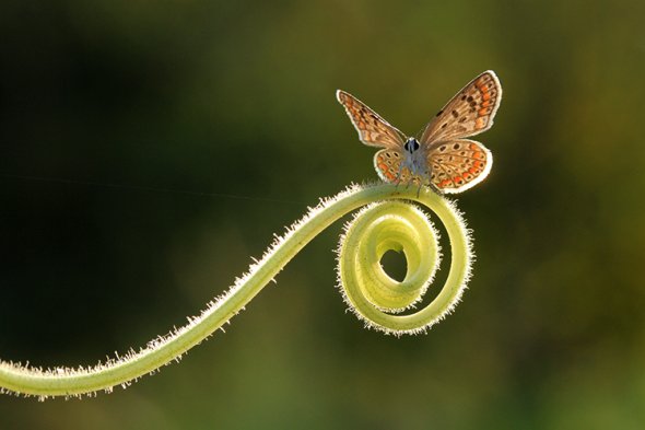 Mehmet Karaca lisans deviantart fotografia macro natureza joaninhas camaleão animais fofura