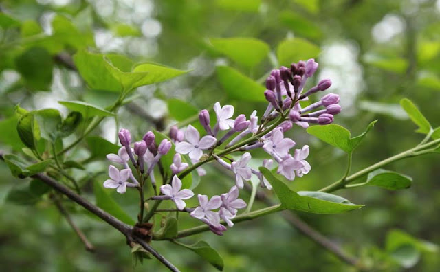 Lilac Flowers Pictures