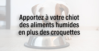  Apportez à votre chiot des aliments humides en plus des croquettes