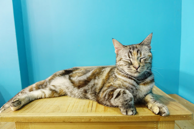 A tabby cat relaxes on a table with a blue wall behind