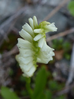 Spiranthe de Romanzoff - Spiranthes romanzoffiana