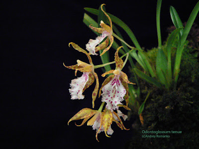 Odontoglossum tenue care and culture