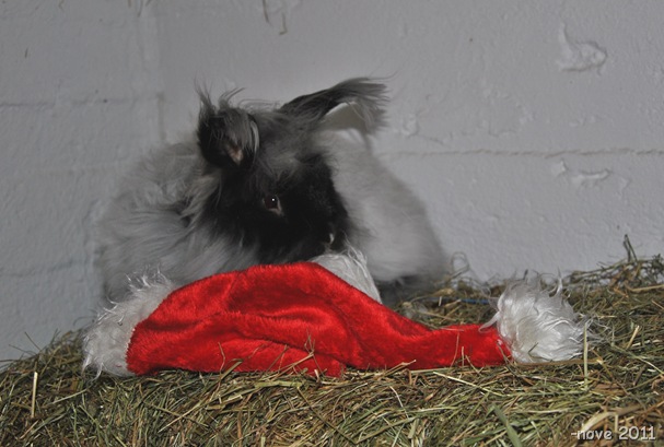 3.advent 015