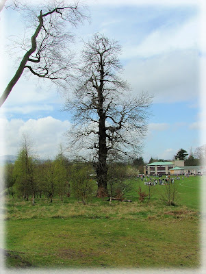 Lonely Tree