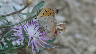 Lycaena phlaeas DSC63702