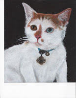kitty portrait