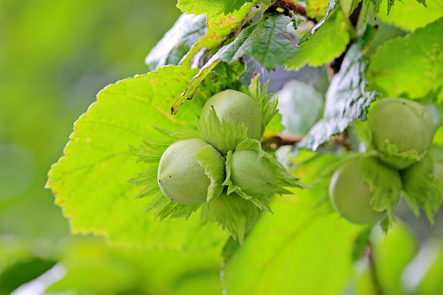 Alberi da Frutto