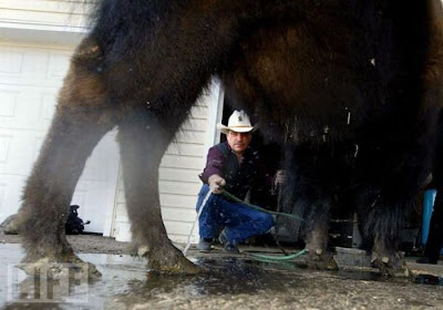 Buffalos Can Also Be Amazing House Pet Seen On  www.coolpicturegallery.us