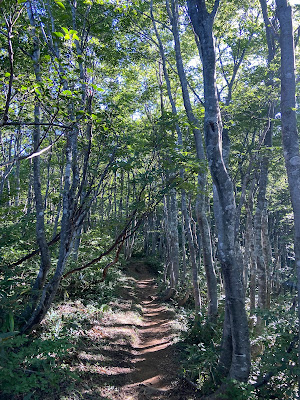 荒島岳登山道