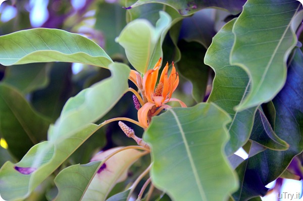 Michelia