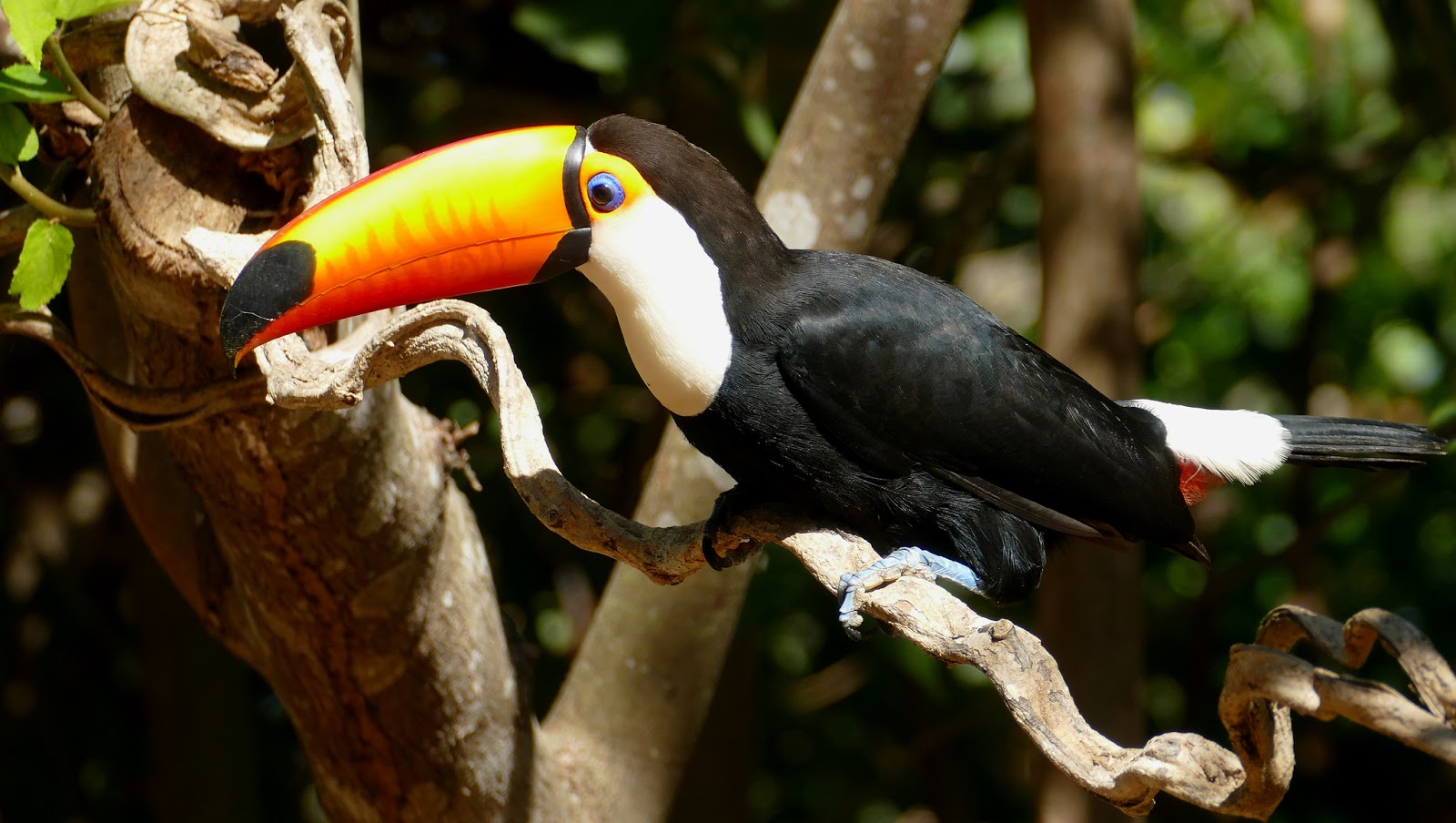 Biodiversité Animale Les Oiseaux