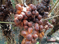 Salak Pondoh - Buah Naga Tropis dengan Kelezatan dan Manfaat Kesehatan