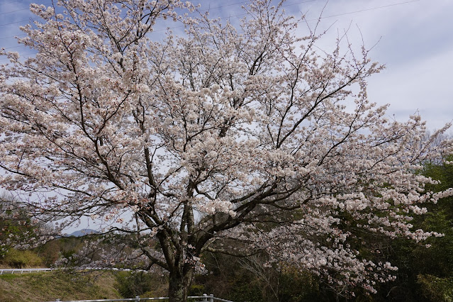 鳥取県西伯郡南部町鶴田 とっとり花回廊 外駐車場 ソメイヨシノ（染井吉野）