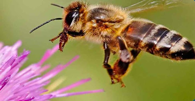 At what speed can a Honey bee fly?
