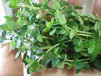 Thyme plant photo