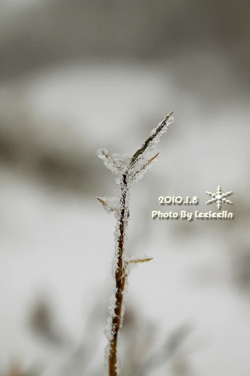 南投合歡山下雪