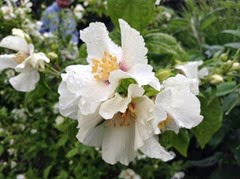 philadelphus