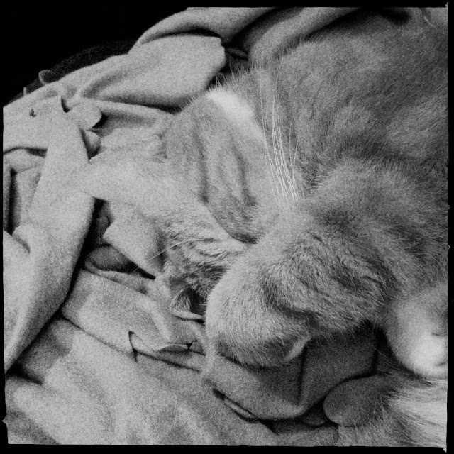 Slapende kat. Hipstamatic: Mumtaz + US1776. Foto: Robert van der Kroft