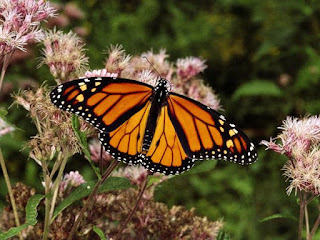 http://www.nationalgeographic.es/animales/mariposa-monarca