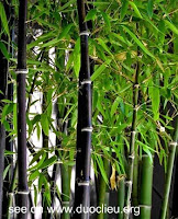 Bamboo Juice1