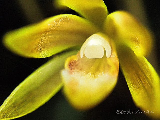 Lecanorchis suginoana