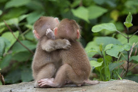 Animals need hugs too. Here are 21 pictures of animals hugging, animals hugging, cute animal hug, adorable animal pictures