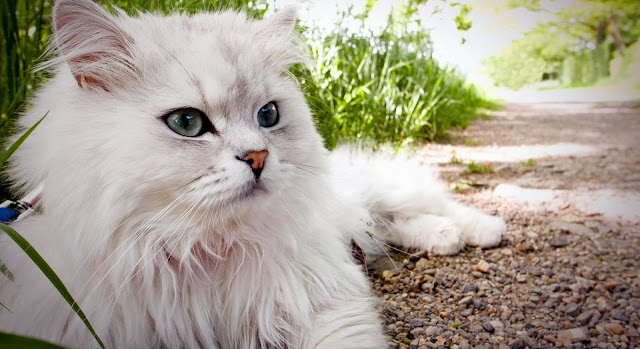 White Persian Cat Wallpapers