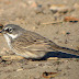 Splitting the Sage Sparrow?