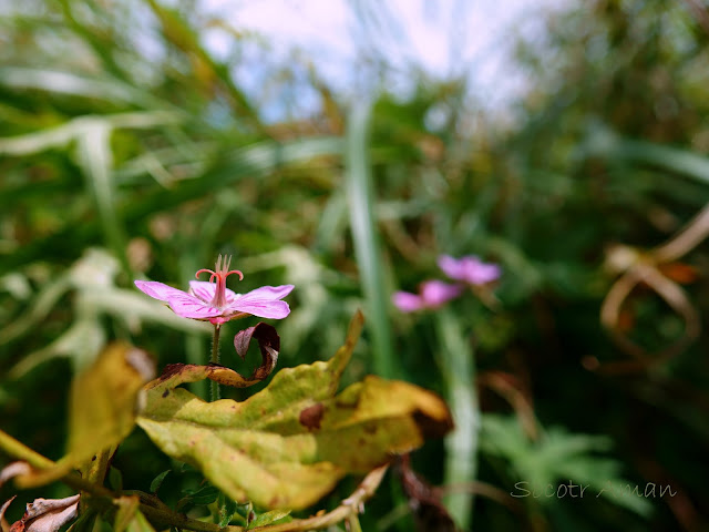 Geranium krameri