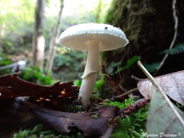 champignon amanite