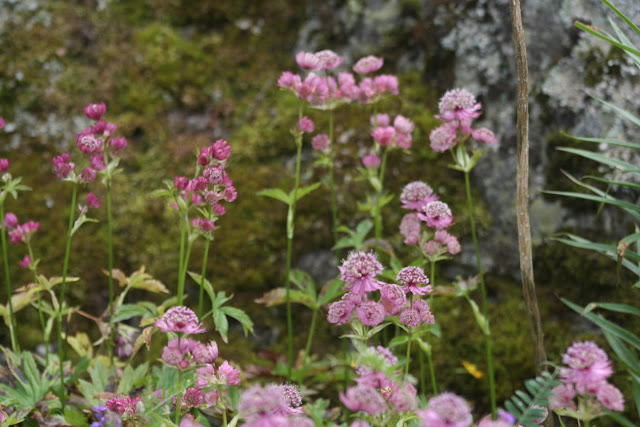 Wild flowers and rocks.