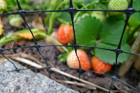 Netting over strawberries, organic pest control, urban farming