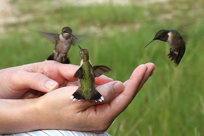 Hummingbirds