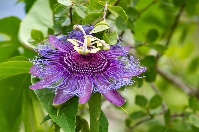 Passion Flower, Heard Natural Science Museum & Wildlife Center
